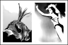 Lillian Bassman, Flower 32 (Wilted Tiger Lily), 2006