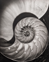 Horst P. Horst, Nautilus Pompileus, 1945