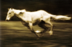 Michael Eastman, Horse # 36, 2000