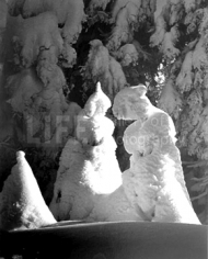 Alfred Eisenstaedt, Evergreen trees at 51 degrees fahrenheit, Mt. Tremblant, Canada, 1944