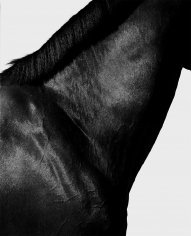 Steven Klein, Horse Neck II, 1995