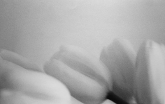 Rudi Molacek, Tulips 5, New York, 1990
