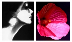 Lillian Bassman, Lisa Fonssagrives, Harper's Bazaar, circa 1950 / Flower 28 (Pink Mallow), 2006