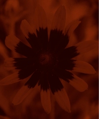 Isabella Ginanneschi, Mystic Flower, 2010