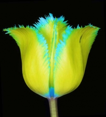 Howard Schatz, Tulip 40