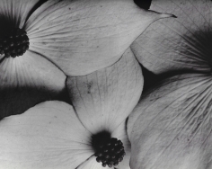 Horst, Cornus Kousa, 1945