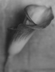 Sheva Fruitman, Calla Lily
