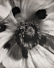 Horst P. Horst, Papaver Orientale (Oriental Poppy), 1945