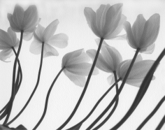 Firooz Zahedi, White Tulips, 1999