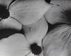 Horst P. Horst, Cornus Kousa, 1945