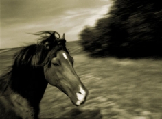 Michael Eastman, Horse # 126, 2001