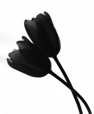 Len Prince, Tulip, New York, 1985