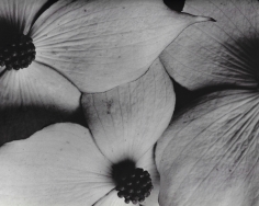 Horst P. Horst, Cornus Kousa, 1945