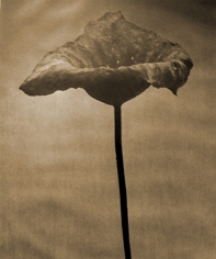 John Stewart, Bunched Lotus Buds