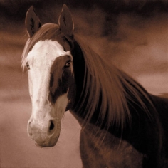 Michael Eastman, Horse # 18, 1999