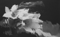 Lillian Bassman, Flower 17, 2006