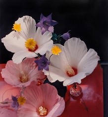 Horst, Hybiscus Platycum, c. 1985