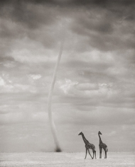 Nick Brandt, Giraffes and Dust Devil, Amboseli, 2007