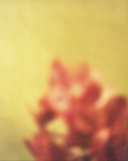 David Seidner, Orange Cluster on Green, 1999