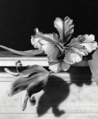Horst, Tulips, Oyster Bay, Long Island, 1989
