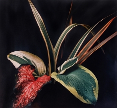 Horst, Caladium and Hosta Leaves, c. 1985