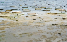 Isabella Ginanneschi, Seaweed Farm, 2009