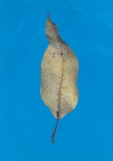 Isabella Ginanneschi, Liquid Bliss 2, 1993