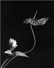 Horst, Tulip with Anthurium, Oyster Bay, New York, 1989