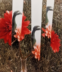 Horst, Dahlias, c. 1985