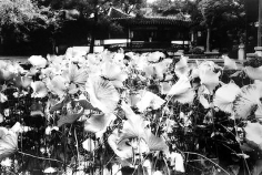 Erica Lennard, Garden of the Humble Administrator, 2001