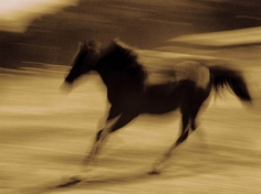 Michael Eastman, Horse # 89, 2000