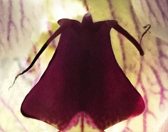Joel Grey, Orchid (Magenta), circa 2018