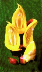Lillian Bassman, Flower 35 (Yellow Blossoms), 2006