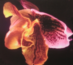 Lillian Bassman, Flower 12 (Pink and Orange Tiger Lily), 2006