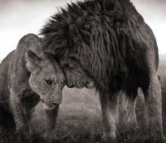 Nick Brandt, Lions Head to Head, Maasai Mara, 2008
