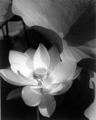 Edward Steichen, Lotus, Mt. Kisco, New York, 1915