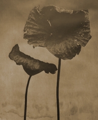 John Stewart, Double Lotus A, 1996