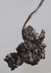 Chris Cheetham, Dead Hosta #4, 2000