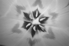 Joseph Lapiana, Untitled, April, 2000