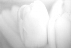 Rudi Molacek, Tulips 10, New York, 1990