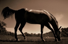 Michael Eastman, Horse # 92, 2000