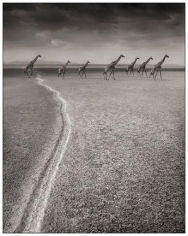 Nick Brandt, Giraffes with Migration Trail, Amboseli, 2007