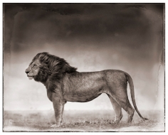Nick Brandt, Portrait of Lion Standing in Wind, Masai Mara, 2006