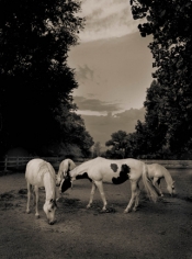 Michael Eastman, Horse # 40, 2000