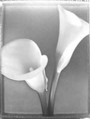 Tom Baril, Fiddleheads, 1995