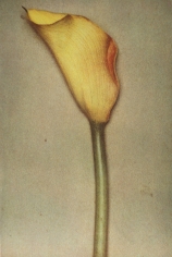Sheila Metzner, Calla, 2000
