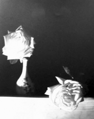 Horst, White Roses, Oyster Bay, 1989