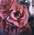 Amanda De Cadenet, Roses, Mexico, 1998