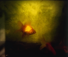 Isabella Ginanneschi, Trapped Nature, 2002