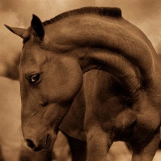 Michael Eastman, Horse # 23, 1999